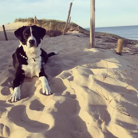 Vu Sur La Dune A アパート *